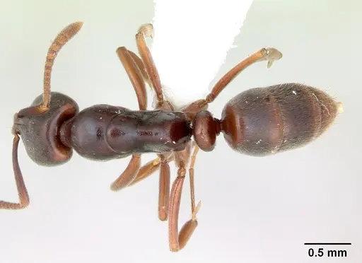 Hypoponera distinguenda specimen