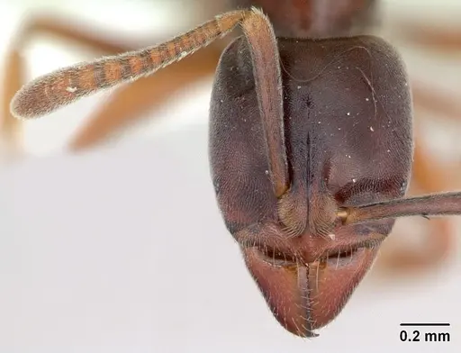 Hypoponera distinguenda specimen