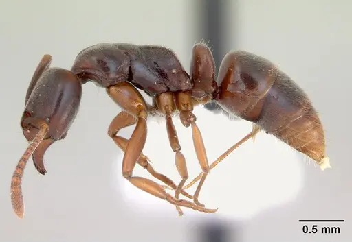 Hypoponera distinguenda specimen