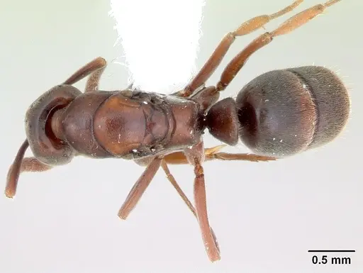 Hypoponera distinguenda - CASENT0173713