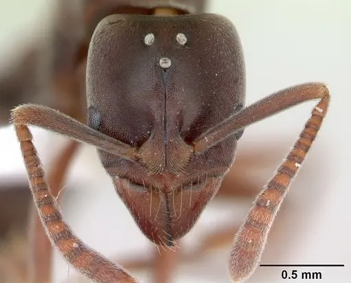 Hypoponera distinguenda - CASENT0173713