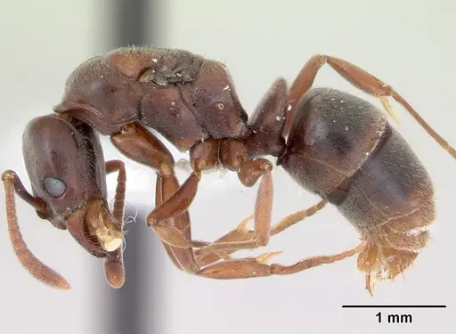 Hypoponera distinguenda - CASENT0173713