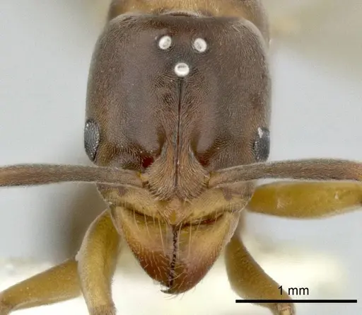 Hypoponera distinguenda - CASENT0246289