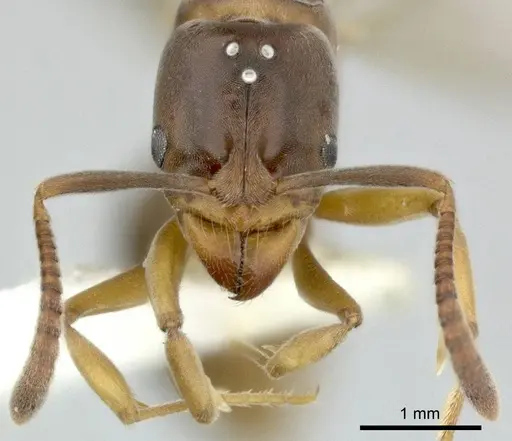 Hypoponera distinguenda - CASENT0246289