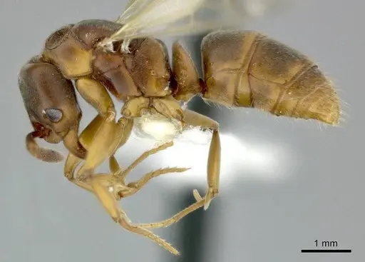 Hypoponera distinguenda - CASENT0246289