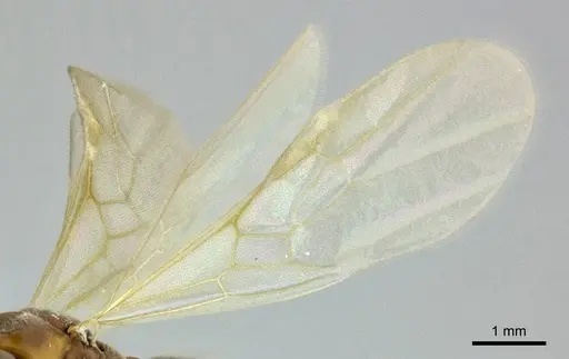 Hypoponera distinguenda - CASENT0246289