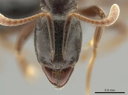 Hypoponera distinguenda - CASENT0649079