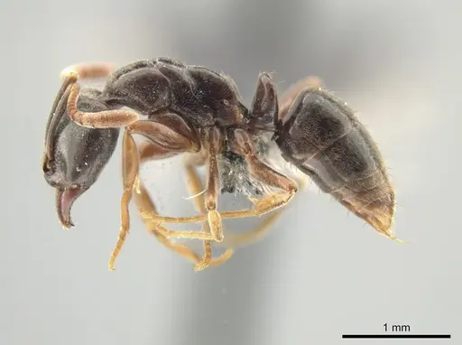 Hypoponera distinguenda - CASENT0649079