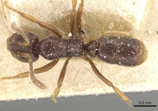 Hypoponera distinguenda - CASENT0915193