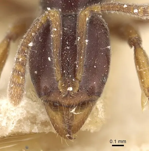 Hypoponera distinguenda - CASENT0915193