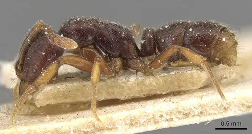 Hypoponera distinguenda - CASENT0915193