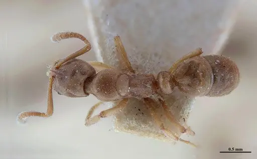 Hypoponera distinguenda - MHNGENTO00094399