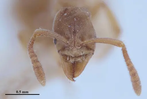 Hypoponera distinguenda - MHNGENTO00094399