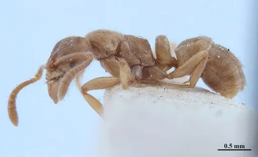 Hypoponera distinguenda - MHNGENTO00094399