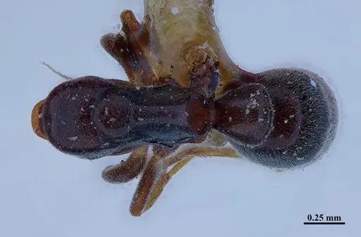 Hypoponera distinguenda - MHNGENTO00094400