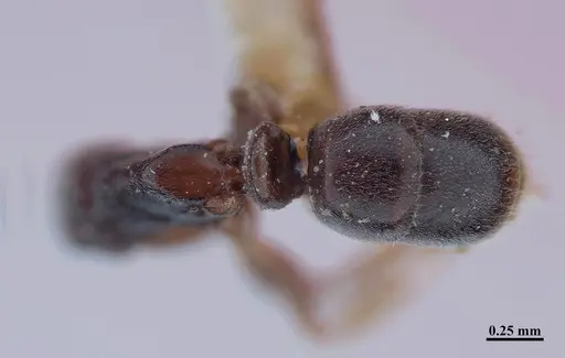 Hypoponera distinguenda - MHNGENTO00094400