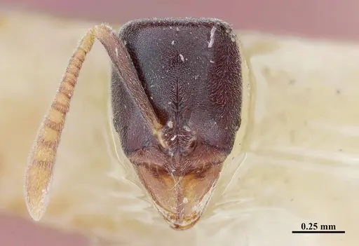 Hypoponera distinguenda - MHNGENTO00094400