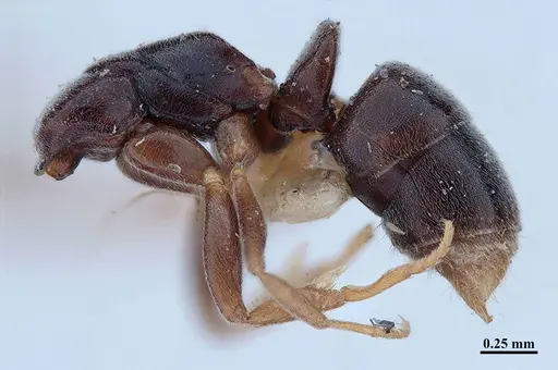 Hypoponera distinguenda - MHNGENTO00094400