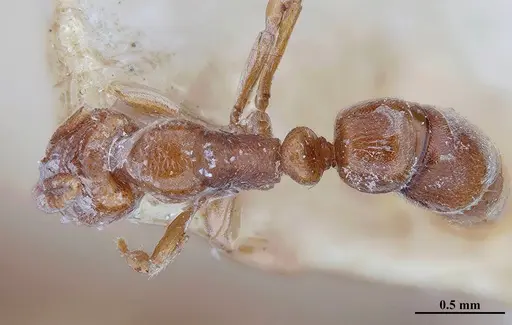 Hypoponera distinguenda - MHNGENTO00094410