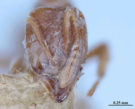 Hypoponera distinguenda - MHNGENTO00094410