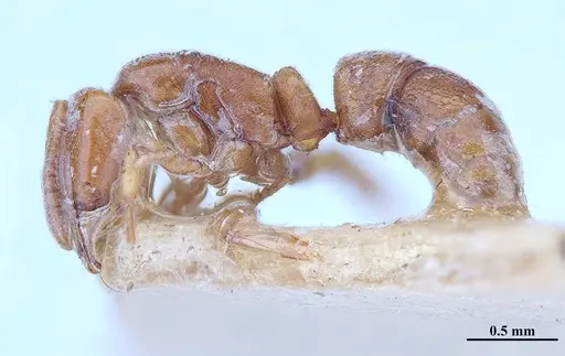 Hypoponera distinguenda - MHNGENTO00094410