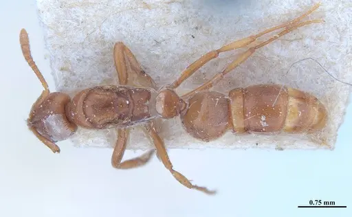 Hypoponera distinguenda - MHNGENTO00094412