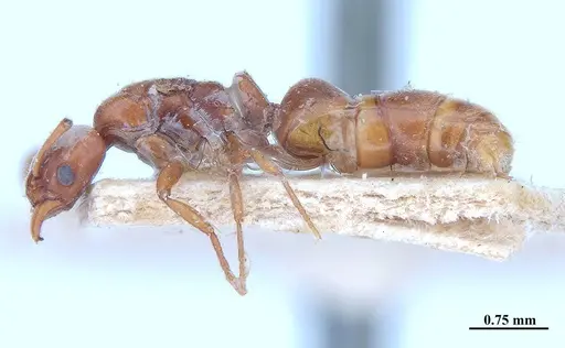 Hypoponera distinguenda - MHNGENTO00094412