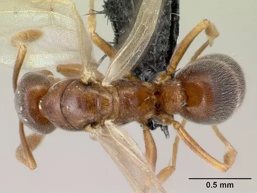 Hypoponera dulcis specimen