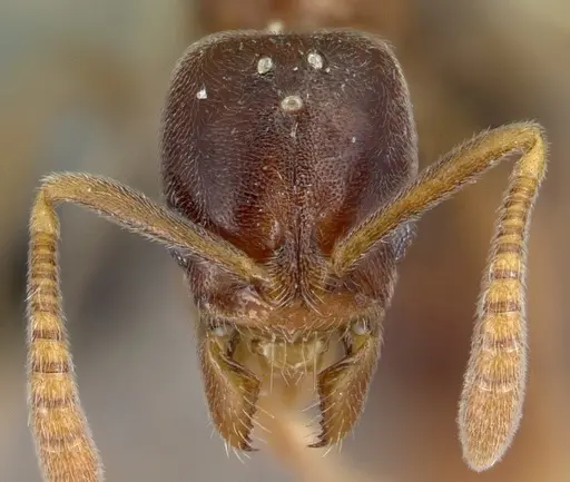 Hypoponera dulcis specimen