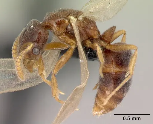 Hypoponera dulcis specimen