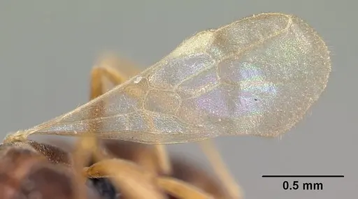 Hypoponera dulcis - CASENT0093977