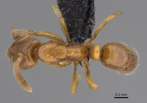 Hypoponera dulcis - CASENT0128475