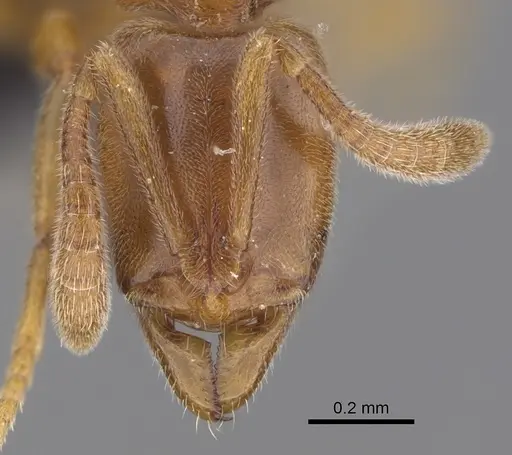 Hypoponera dulcis - CASENT0128475