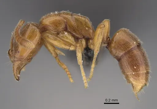 Hypoponera dulcis - CASENT0128475