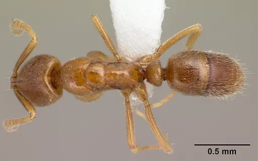 Hypoponera dulcis - CASENT0226572