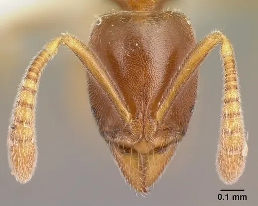 Hypoponera dulcis - CASENT0226572