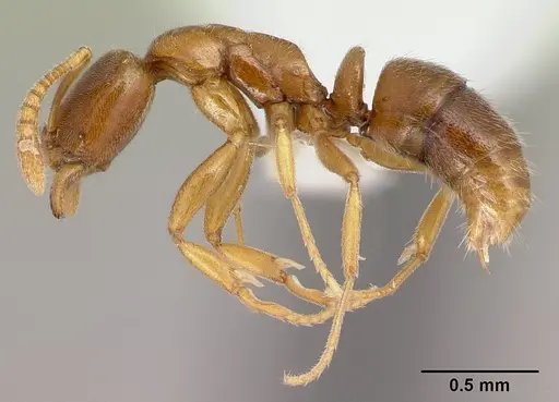 Hypoponera dulcis - CASENT0226572