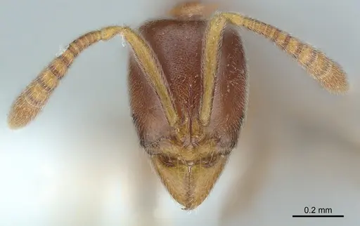 Hypoponera dulcis - CASENT0226576