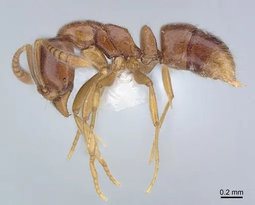 Hypoponera dulcis - CASENT0226576