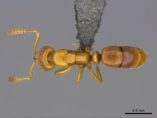 Hypoponera dulcis - CASENT0257268