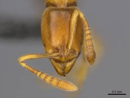 Hypoponera dulcis - CASENT0257268