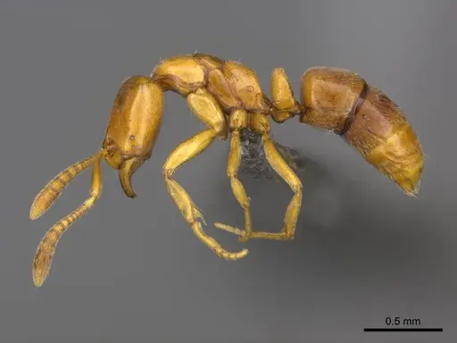 Hypoponera dulcis - CASENT0257268