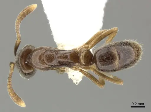 Hypoponera dulcis - CASENT0270530