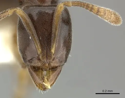 Hypoponera dulcis - CASENT0270530