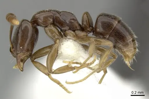 Hypoponera dulcis - CASENT0270530