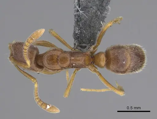 Hypoponera dulcis - CASENT0356835