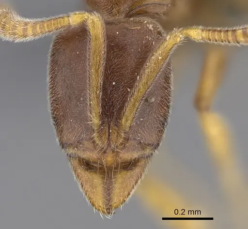 Hypoponera dulcis - CASENT0356835