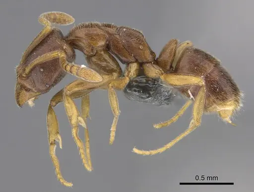 Hypoponera dulcis - CASENT0356835