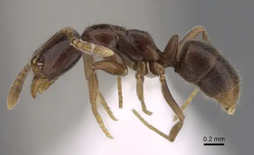 Hypoponera dulcis - CASENT0401823