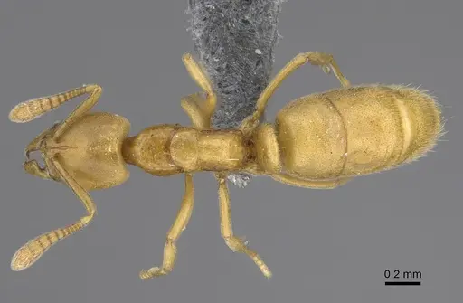 Hypoponera dulcis - CASENT0783280